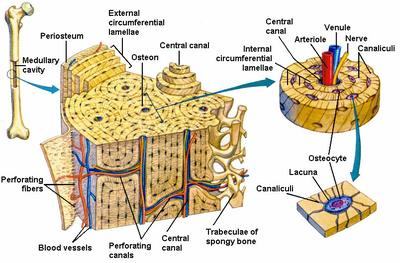 Integrate neural and vascular cues in tissue and organ ... osteon diagram lab 